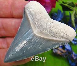 Very Rare Bone Valley Chubutensis Fossil Shark Tooth Florida teeth not Megalodon
