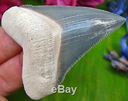 Very Rare Bone Valley Chubutensis Fossil Shark Tooth Florida teeth not Megalodon