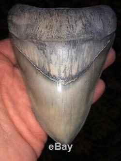Very Rare GIANT! 4.75 inch Bone Valley Formation Megalodon Shark Tooth