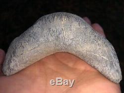 Very Rare GIANT! 4.75 inch Bone Valley Formation Megalodon Shark Tooth