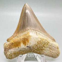 Very Rarely Offered COLORFUL 3.15 Fossil MEGALODON Shark Tooth PERU
