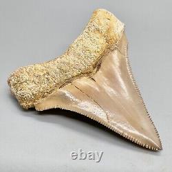 Very Rarely Offered COLORFUL 3.15 Fossil MEGALODON Shark Tooth PERU