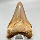 Very Rarely Offered Colorful 3.15 Fossil Peruvian Megalodon Shark Tooth Peru