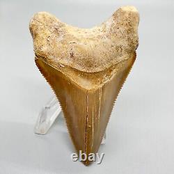 Very Rarely Offered COLORFUL 3.15 Fossil PERUVIAN MEGALODON Shark Tooth Peru