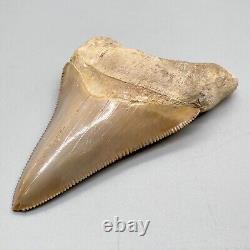 Very Rarely Offered COLORFUL 3.15 Fossil PERUVIAN MEGALODON Shark Tooth Peru