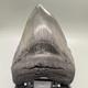 Very Thick/large/heavy Sharply Serrated 5.23 Fossil Megalodon Tooth Usa