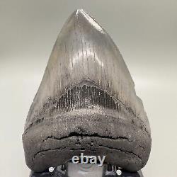 Very Thick/Large/Heavy Sharply Serrated 5.23 Fossil MEGALODON Tooth USA