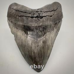 Very Thick/Large/Heavy Sharply Serrated 5.23 Fossil MEGALODON Tooth USA