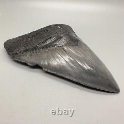 Very Thick/Large/Heavy Sharply Serrated 5.23 Fossil MEGALODON Tooth USA