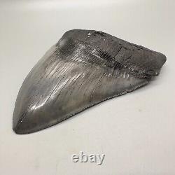Very Thick/Large/Heavy Sharply Serrated 5.23 Fossil MEGALODON Tooth USA