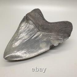 Very Thick/Large/Heavy Sharply Serrated 5.23 Fossil MEGALODON Tooth USA
