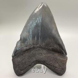 Very Thick/Large/Heavy Sharply Serrated 5.23 Fossil MEGALODON Tooth USA