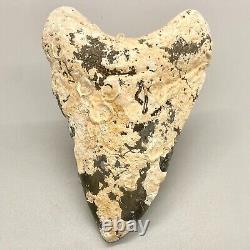 Very Unique Coral Covered 4.09 Fossil MEGALODON Shark Tooth Venice, FL