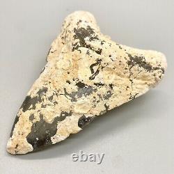 Very Unique Coral Covered 4.09 Fossil MEGALODON Shark Tooth Venice, FL