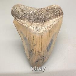 Very colorful, restored 4.13 Fossil MEGALODON Shark Tooth Bone Valley, FL