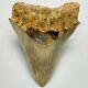Very Colorful, Sharply Serrated 4.03 Fossil Indonesian Megalodon Shark Tooth