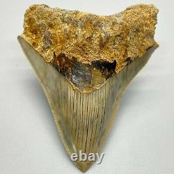 Very colorful, sharply serrated 4.03 Fossil INDONESIAN MEGALODON Shark Tooth