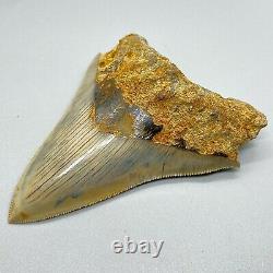 Very colorful, sharply serrated 4.03 Fossil INDONESIAN MEGALODON Shark Tooth