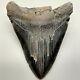 Very Large, Dark Colors 5.75 Fossil Megalodon Shark Tooth