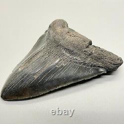 Very large, dark colors 5.75 Fossil MEGALODON Shark Tooth