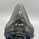 Very Large, Dark Colors, Sharply Serrated 5.45 Fossil Megalodon Shark Tooth