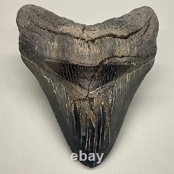 Very large, dark colors, sharply serrated 5.45 Fossil MEGALODON Shark Tooth