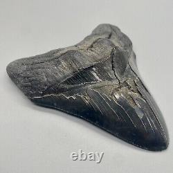 Very large, dark colors, sharply serrated 5.45 Fossil MEGALODON Shark Tooth