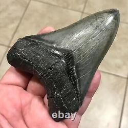 WONDERFULLY KOOL OCTO PATTERNED 4.58 x 3.41 Megalodon Shark Tooth Fossil