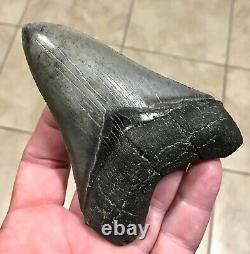 WONDERFULLY KOOL OCTO PATTERNED 4.58 x 3.41 Megalodon Shark Tooth Fossil
