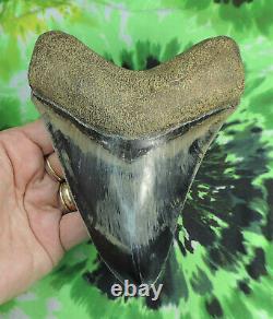 WOW! Killer 6 Megalodon fossil shark tooth teeth