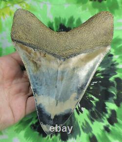 WOW! Killer 6 Megalodon fossil shark tooth teeth