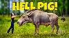 We Found A Hell Pig Our Rarest Fossil Find Ever Florida Entelodont Daeodon Dinohyus