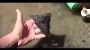 We Found A Megalodon Shark Tooth