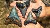 We Found Crazy Megalodon Shark Teeth In A Florida Creek While Fossil Hunting