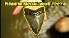 We Found Huge Megalodon Teeth In A Florida Creek Fossil Shark Tooth Hunting