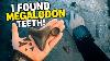 We Found Megalodon Teeth Underwater Scuba Diving Insane Finds At The Meg Ledge Fossil Hunting