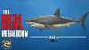 We Got The Megalodon Wrong Scientists Have Just Revealed Its True Form