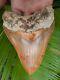 West Java Orange Fire 5.01 Indonesian Megalodon Fossil Shark Teeth All Natural