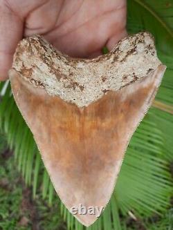 West Java Orange Fire 5.01 Indonesian MEGALODON Fossil Shark teeth all natural