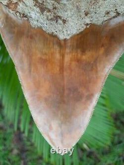 West Java Orange Fire 5.01 Indonesian MEGALODON Fossil Shark teeth all natural
