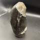 Whale Tooth Fossil Megalodon Era Ancient Leviathan Tooth Polished Ends