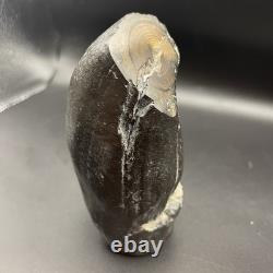 Whale Tooth Fossil Megalodon Era Ancient Leviathan Tooth Polished Ends