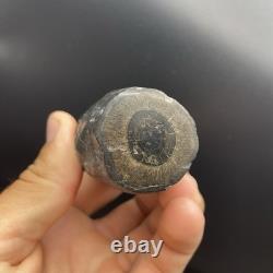 Whale Tooth Fossil Megalodon Era Ancient Leviathan Tooth Polished Ends