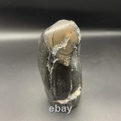 Whale Tooth Fossil Megalodon Era Ancient Leviathan Tooth Polished Ends