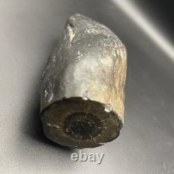 Whale Tooth Fossil Megalodon Era Ancient Leviathan Tooth Polished Ends