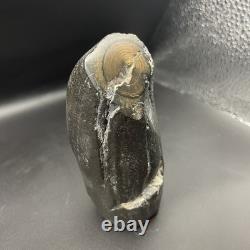 Whale Tooth Fossil Megalodon Era Ancient Leviathan Tooth Polished Ends