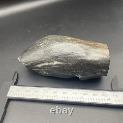 Whale Tooth Fossil Megalodon Era Ancient Leviathan Tooth Polished Ends