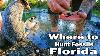 Where To Hunt Fossils Peace River Florida Huge Haul