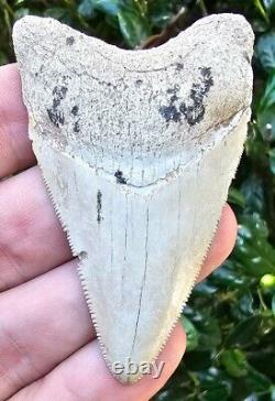 White Bone Valley Megalodon Shark Tooth Fossil
