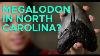 Why Is Nc Megalodon Country